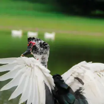 Pato en el Jagüey